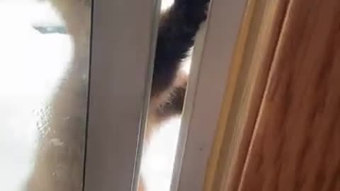 Man Tries to Grab Pine Marten That Wants In Window