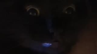 🔍😂 What Happens When Animals See You Watching Them? | Funny Pets | FunFM