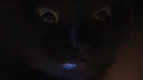 🔍😂 What Happens When Animals See You Watching Them? | Funny Pets | FunFM