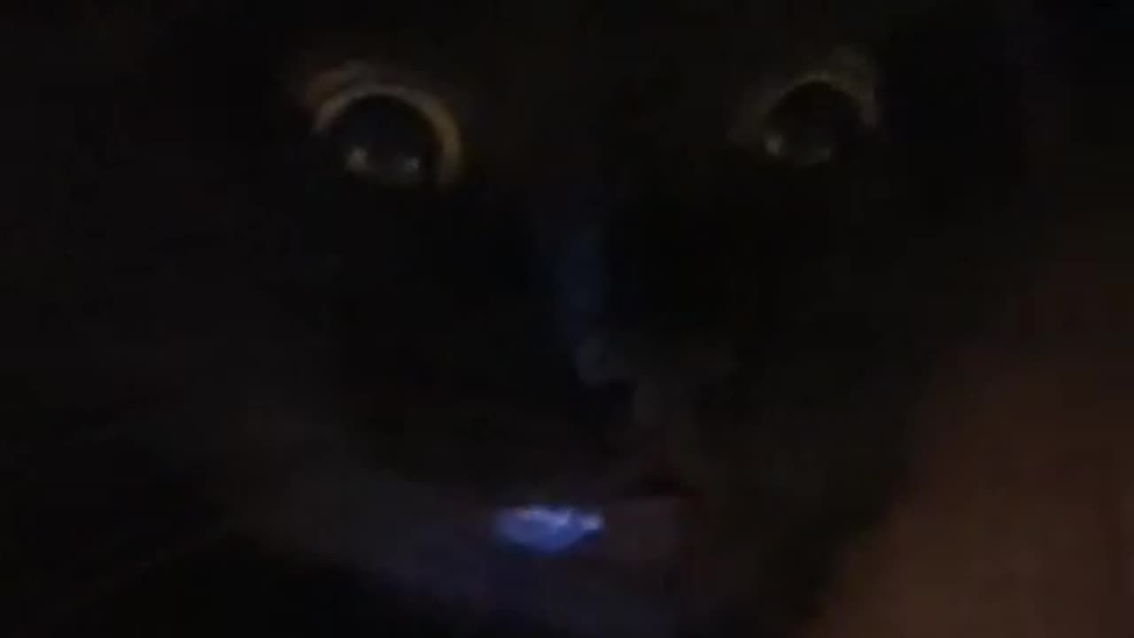 🔍😂 What Happens When Animals See You Watching Them? | Funny Pets | FunFM