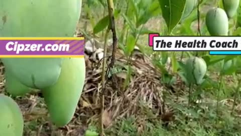 Kaccha Aam ke Fayde