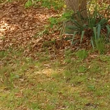 Shortened. Version from 4/8/2025