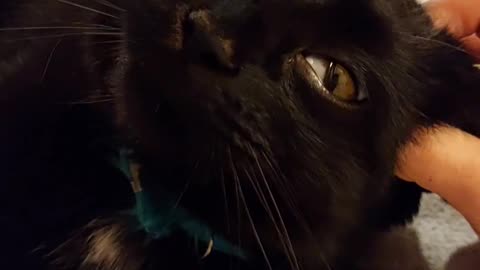 😂🐶 Ear Scratches So Good She’s Drooling! Cute Dog Ecstasy | FunFM