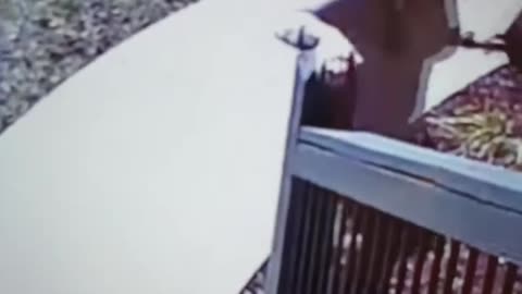 Skunk VS. Woman