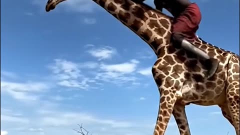 How to ride a Giraffe