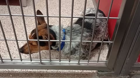 Bix@gate 1y A879883 Ocean-on bed 1y A878970 kennel 24 pod 1 PACC shelter was our 1st intro202591978