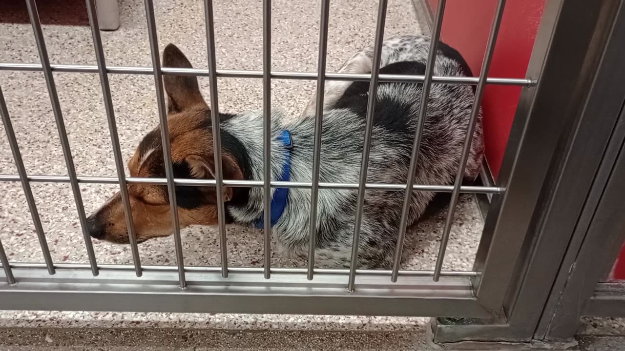 Bix@gate 1y A879883 Ocean-on bed 1y A878970 kennel 24 pod 1 PACC shelter was our 1st intro202591978