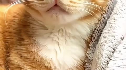 Today I'm in a bad mood. #cat #cuteanimal