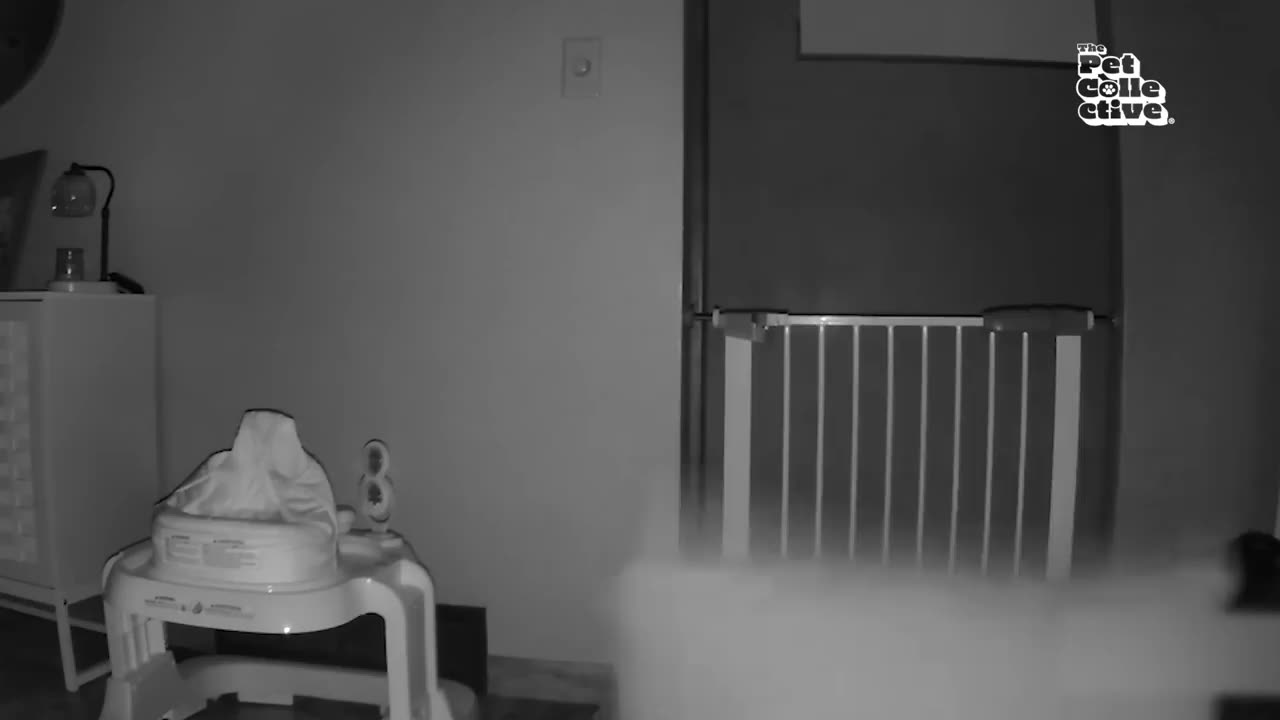 Funny Animals 😂 | BEST Animal Videos That Will Make You Laugh!