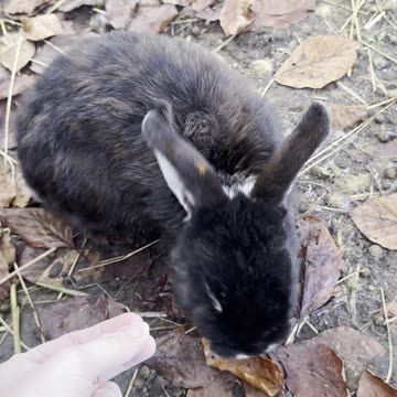 Slow-Motion Bunny Ear Wiggle – So Adorable