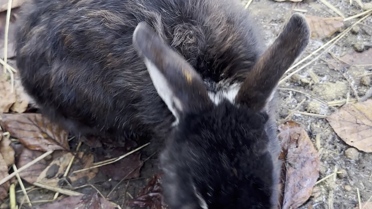 Slow-Motion Bunny Ear Wiggle – So Adorable