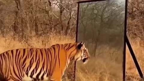 When a mirror was placed in front of a lion