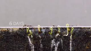 How tomato seeds germinate in 10 days