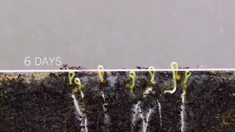 How tomato seeds germinate in 10 days