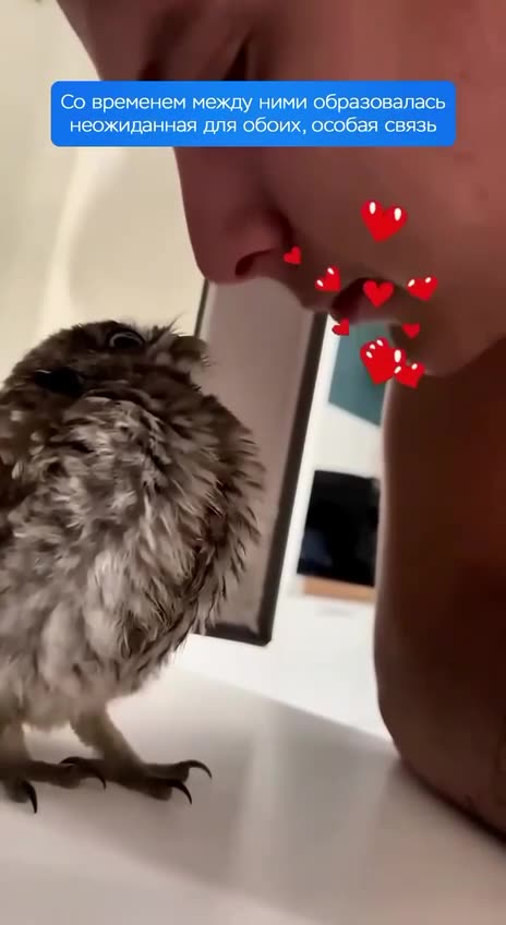 Chronology of a beautiful friendship 🦉