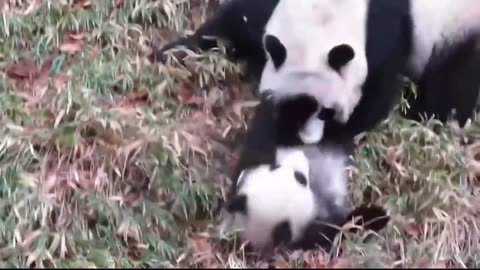 Panda-monium! 🐼 The Funniest Panda Moments That Will Make Your Day!
