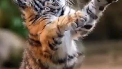 Purr-fection! 😻🌟 Tiny Tiger Tot’s Adorable Droplet Chase!