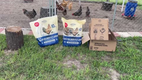 Review Hatortempt Dried Black Soldier Fly Larvae for Chickens