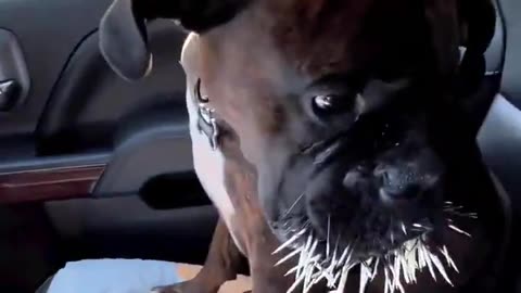 😂🐦 The Biggest Hedgehog Ever! | FunFM