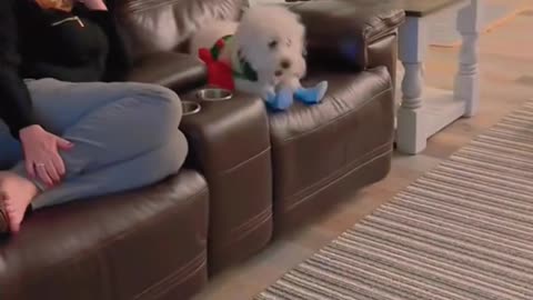 He doesn't like his new shoes 😂🤣