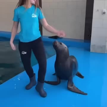 The animals 🤣😂 #funnyanimals #animalsfunny #pets #shorts