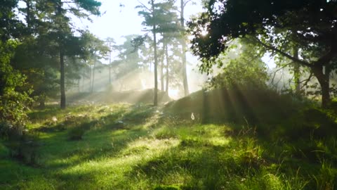 Peaceful Piano Music, Relaxing Mind Clearing Music