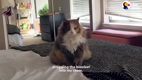 Cat won't go anywhere without her emotional support blanket