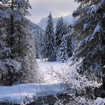 A Snow-Kissed Forest 🌲❄️ | Sounds of Nature