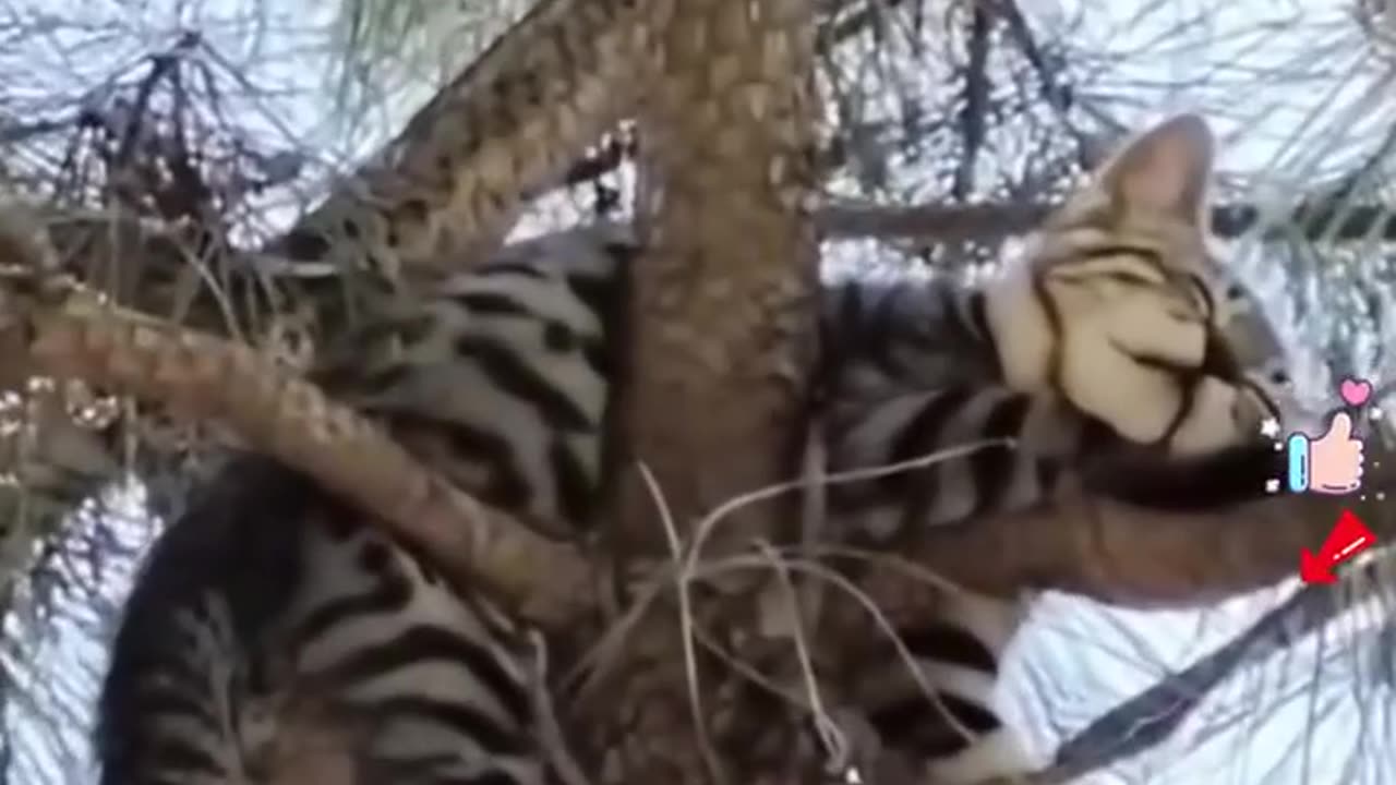 Funny animals