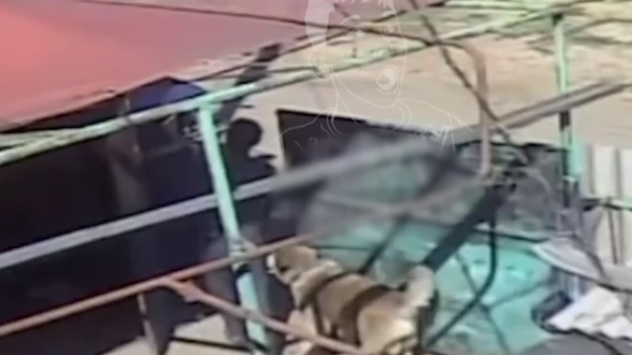🇺🇦🐕 Perro salva a su dueño de un reclutador de Zelenski