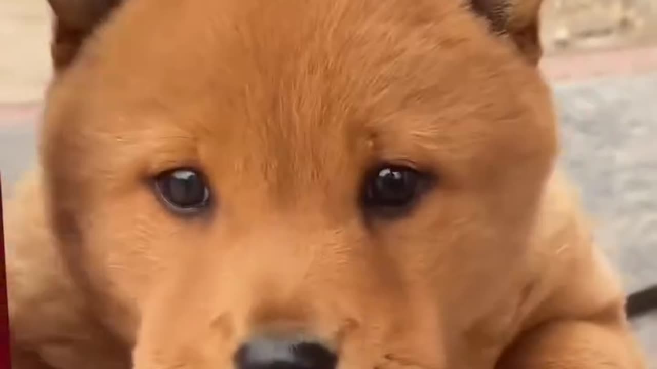 Such a beautiful and adorable puppy!