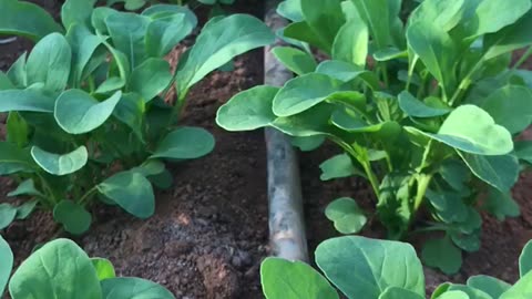 Arugula greenhouse