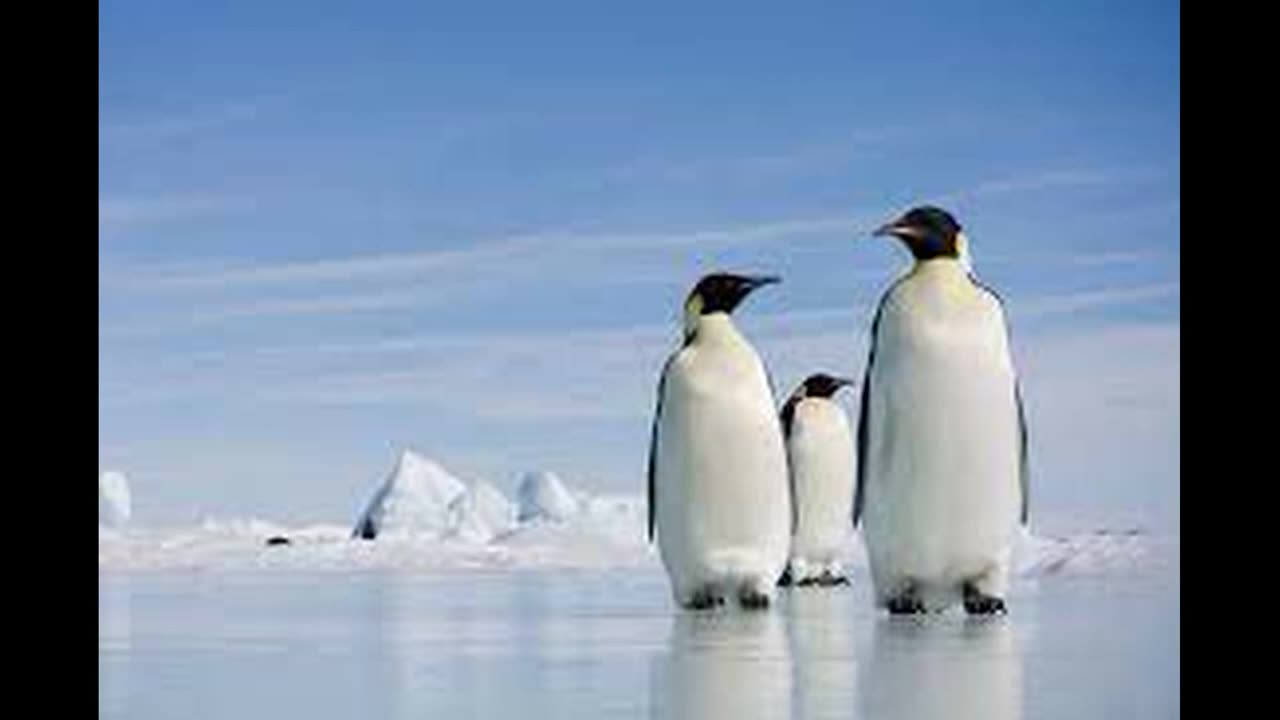 PENGUIN TARIFFS!
