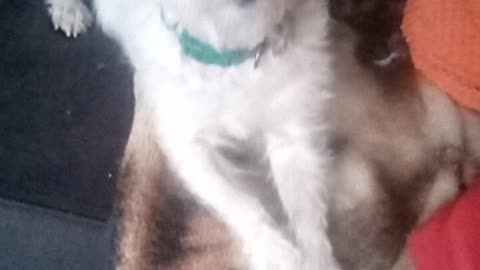 dog