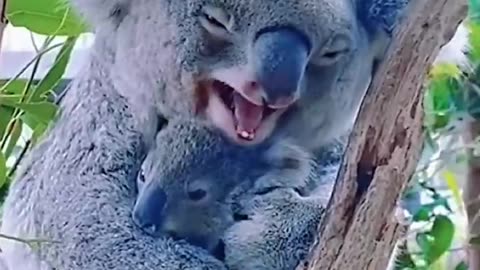A Mother’s love knows no species