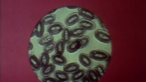 World Without Cancer - 1973 - G. Edward Griffin