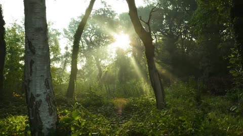 nature