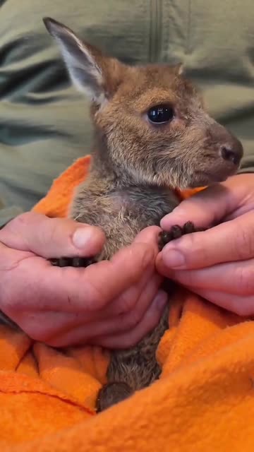 Joey kangaroo 🦘