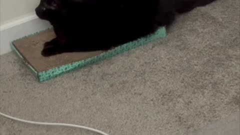 Cute Precious Piper Practices Keeping Her Tails Straight - My Adopted Shelter Cat Vlog #shorts