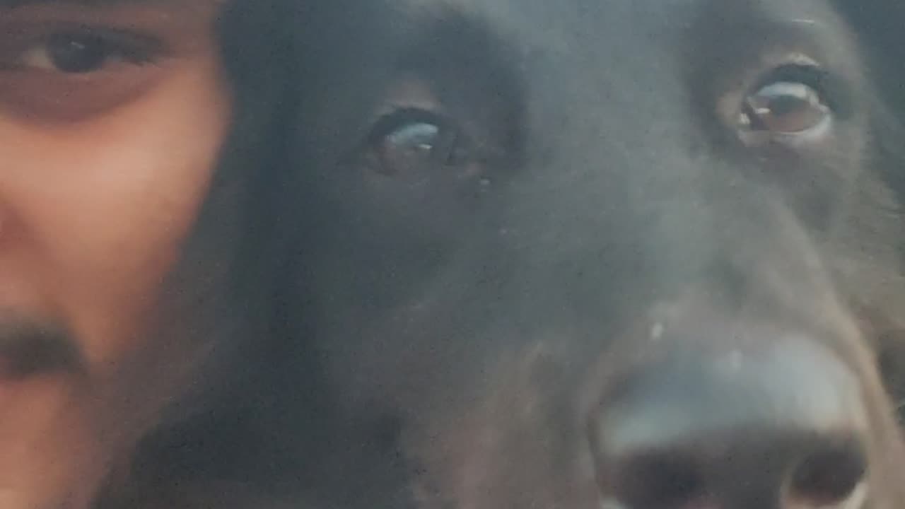 Meet my dog 🐕🐕🐕