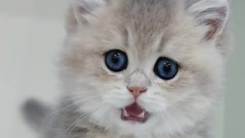 POV : Your kitty can sing 'APT'😂