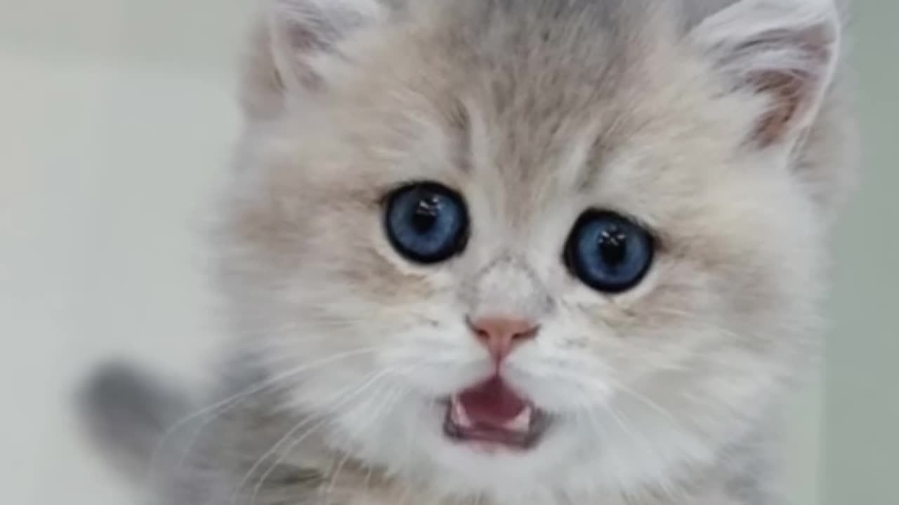 POV : Your kitty can sing 'APT'😂