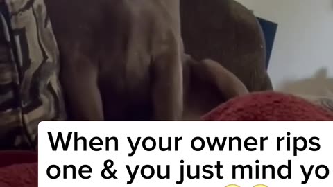 Funny Dog