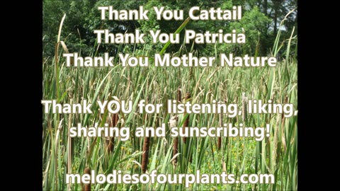 Wetlands Wildlife Shelter Cattail Aug 2023