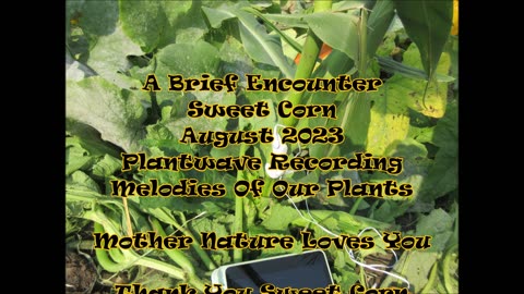 A Brief Encounter Sweet Corn August 2023