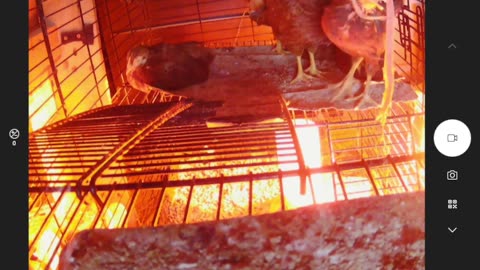 Bah-duh-duh-dum duh-duh-dum, cluck cluck cluck