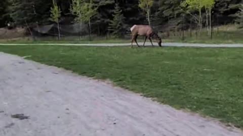 Diesel is live! in Banff Alberta-aX4TdEwnRJc
