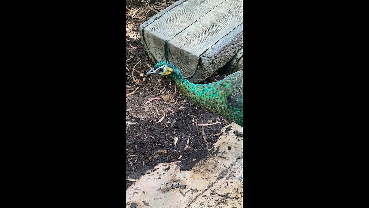 Javan Green peafowl 🦚 #javanpeafowl #followme #trending #shorts #bird