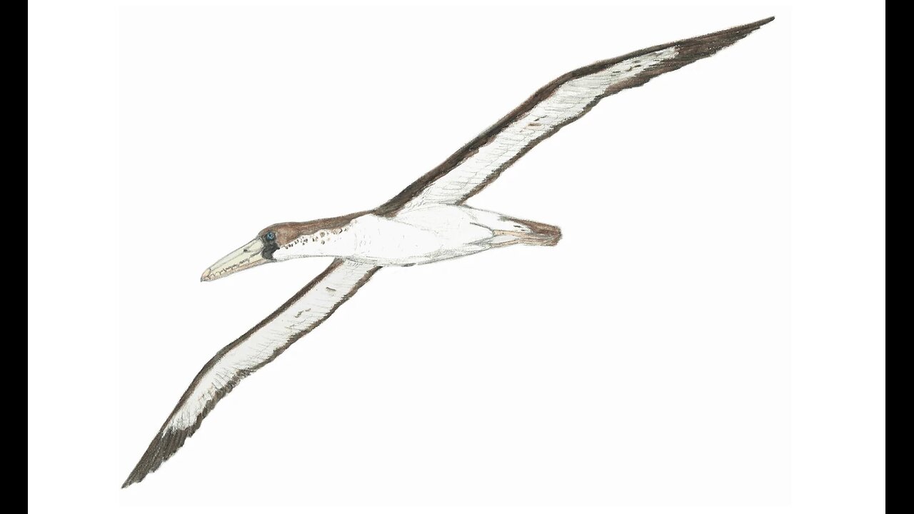 Real Rodan