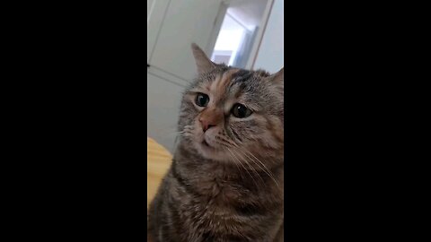 cat crying 😣😣